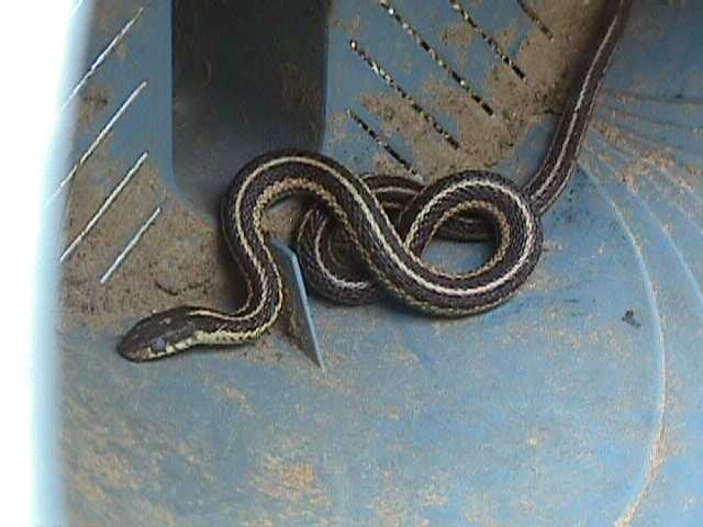 eastern garter snake