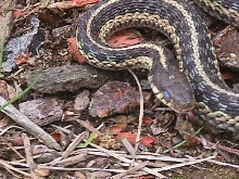 another garter