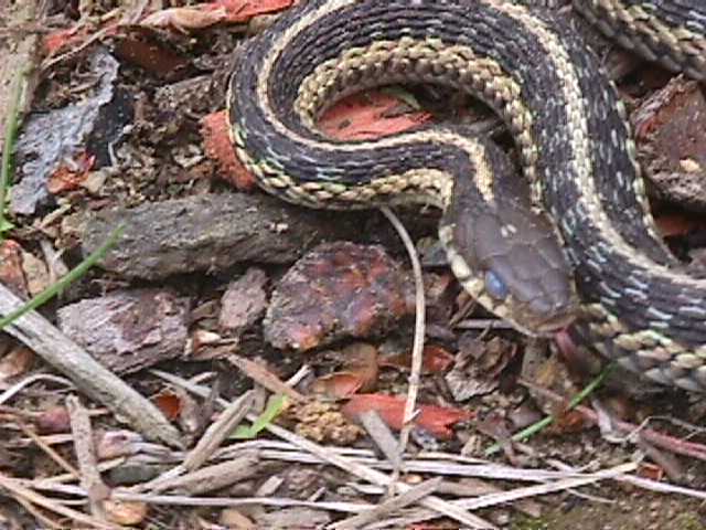 another garter