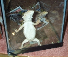 Rest in peace lil guy...