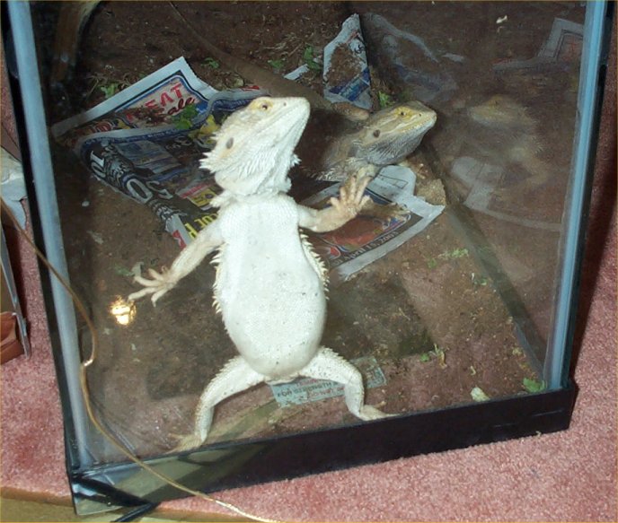 Rest in peace lil guy...