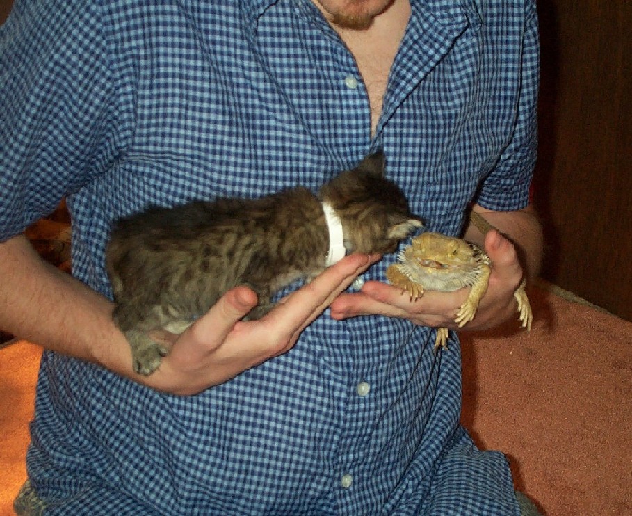 Thug and new kitten