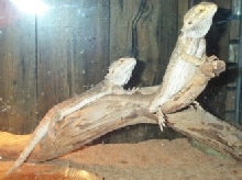 Our Beardies