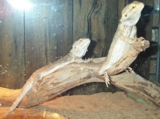 Our Beardies