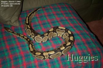 Huggies