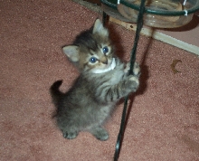 My new kitten
