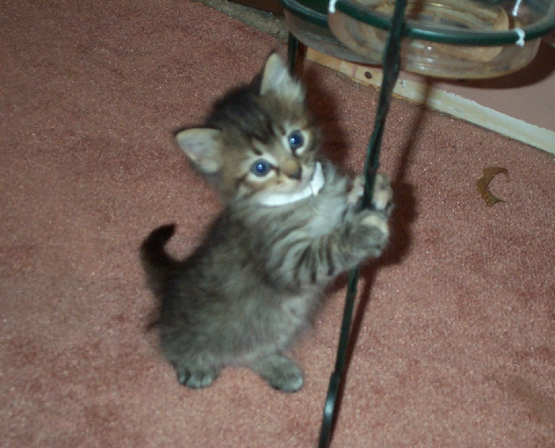 My new kitten