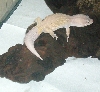 male Bliz-83 grams