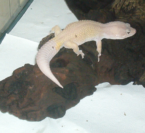 male Bliz-83 grams