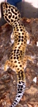 Tang Leopard Gecko