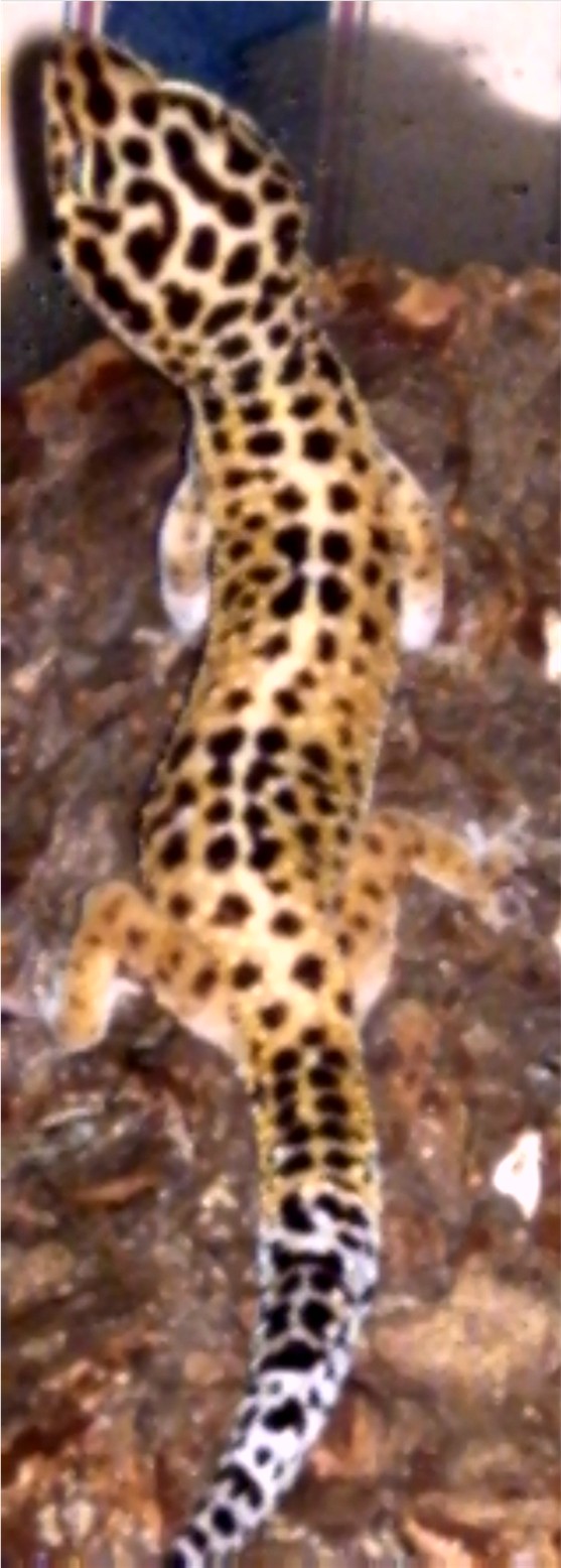 Tang Leopard Gecko