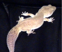 Leucistic Leo