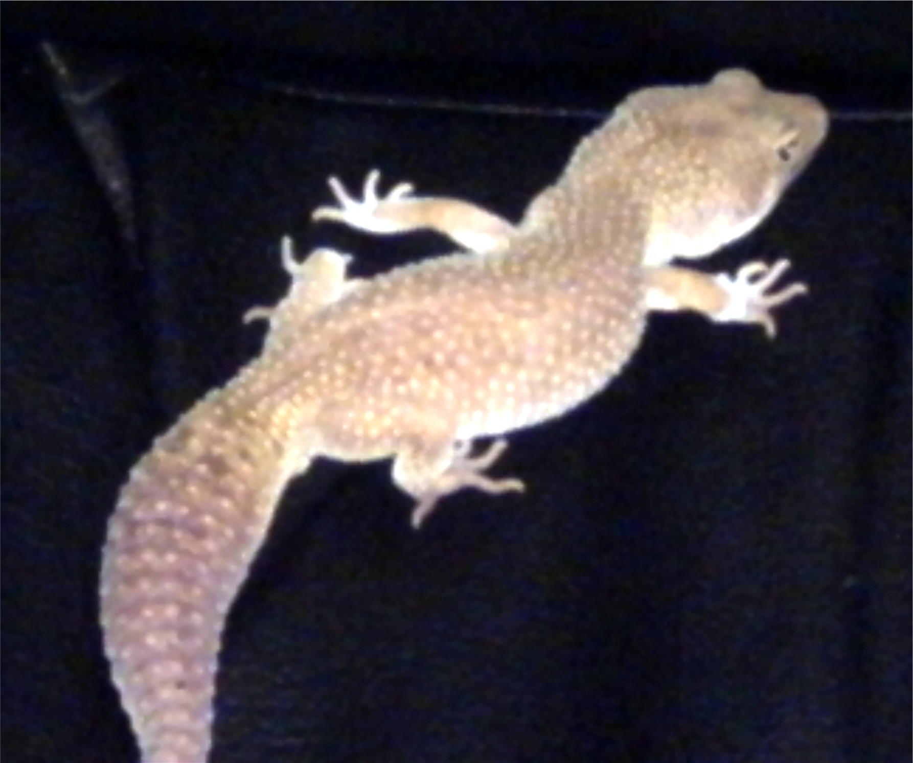 Leucistic Leo