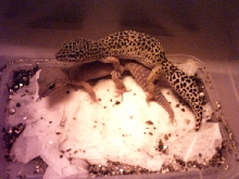 Breeding Pair 1