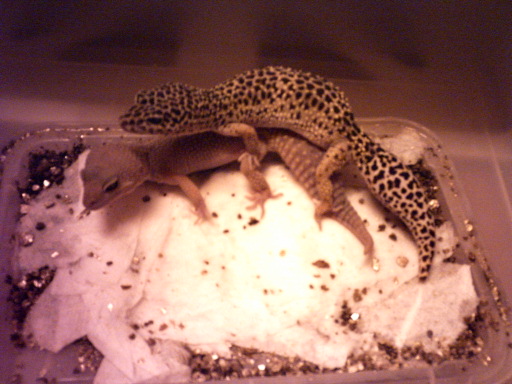 Breeding Pair 1