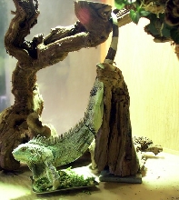 Bindi's Acrobatic Breakfast Style