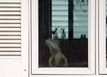 King of the Window