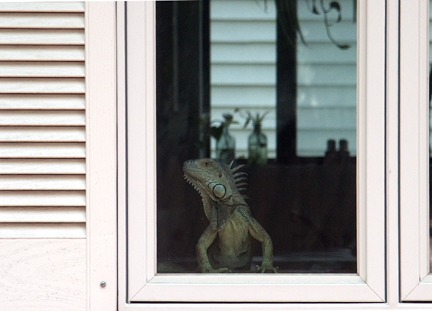 King of the Window