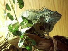 Bindi on his favorite branch