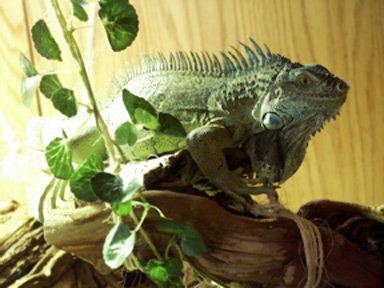 Bindi on his favorite branch