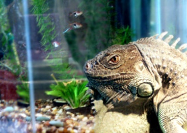 Borimund the fish gazer