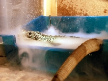 Dixi Soaking