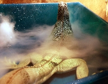 Dixi Soaking Dish