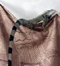 Lorca & Curtain 2