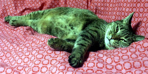 Cuervo Relaxing