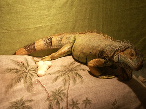 Eggs on Pillow