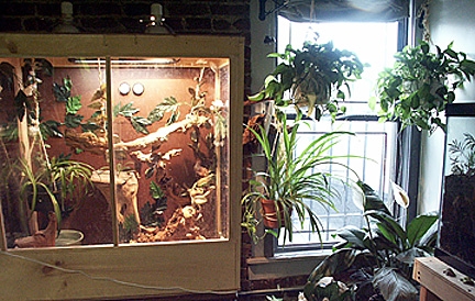 Diego's Iguanarium View 1