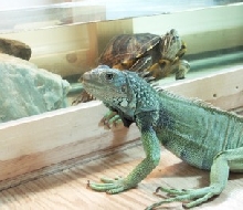 Dixi Visits Mable