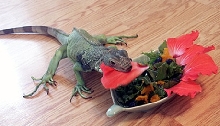 Dixi's Breakfast