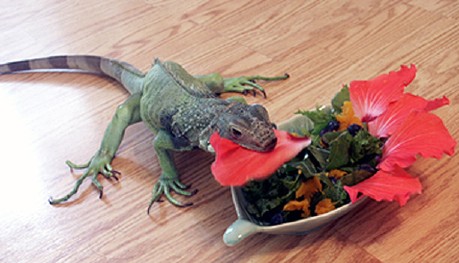 Dixi's Breakfast
