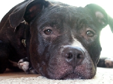 the best dog