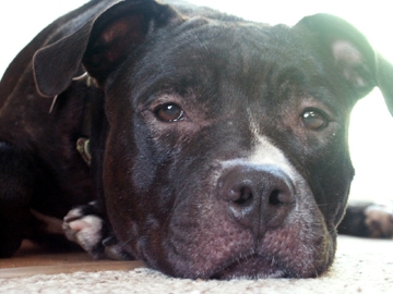 the best dog