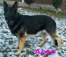 My boy, Aero