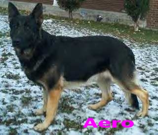 My boy, Aero