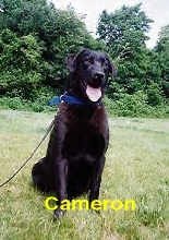 Black Beauty Of A Lab!