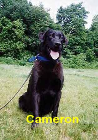Black Beauty Of A Lab!