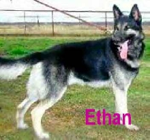 A Beautiful Blk & Silver Male