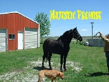 Great Grandson Of Cas Ole, aka "The Black Stallion"