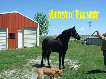 Great Grandson Of Cas Ole, aka "The Black Stallion"