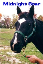 Full Sister To Majestic Promise