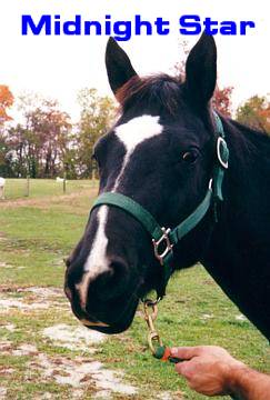 Full Sister To Majestic Promise