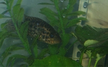 3 inch jag