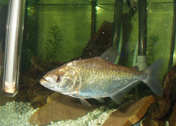 Sersalmus Elongatus