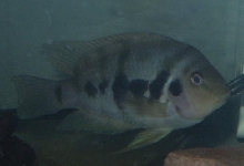 hybrid convict 1
