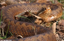 Female Adder, (Vipera berus) UK