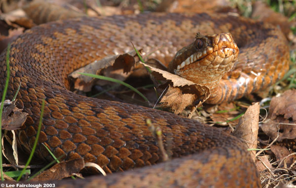 Female Adder, (Vipera berus) UK